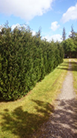 thuja_250